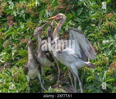 Erwachsene weiße Ibis (Eudocimus albus) füttert hungrige junge Küken, Ocean City, New Jersey Rookery Stockfoto