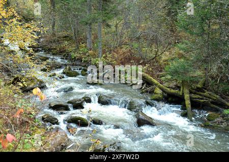 Ein kleiner stürmischer Fluss, der sich um Steine und umgestürzte Bäume dreht, die mit Moos bedeckt sind, fließt durch den Herbstvormittagswald. Theveneck River (T Stockfoto