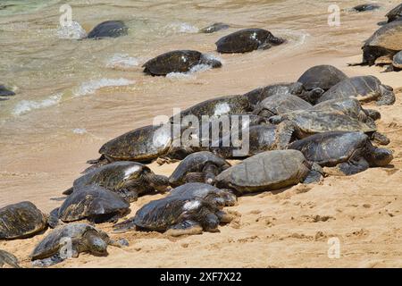 Große Gruppe grüner Meeresschildkröten, die sich in der Sonne am Ho'okipa Strand auf Maui sonnen. Stockfoto