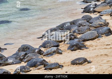 Große Gruppe grüner Meeresschildkröten, die sich in der Sonne am Ho'okipa Strand auf Maui sonnen. Stockfoto