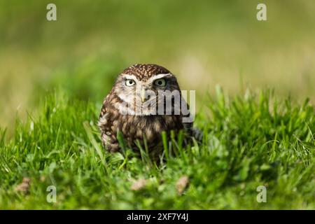 Captive Little Owl (Athene noctua) sitzt tagsüber im grünen Gras im British Wildlife Centre, Newchapel, Lingfield, Surrey, Vereinigtes Königreich. Stockfoto