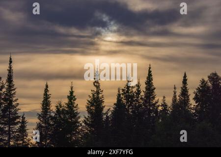 Der Sonnenuntergang über Fichtenbäumen im Norden von Wisconsin. Stockfoto