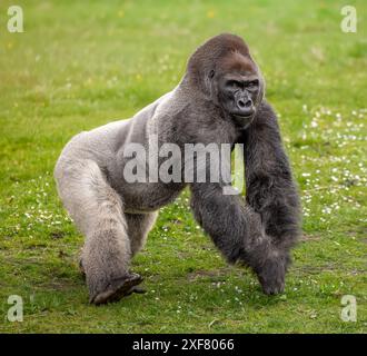 Ein Gorilla Gorilla Gorilla aus dem westlichen Tiefland, der auf grünem Gras in einem natürlichen Lebensraum spaziert Stockfoto