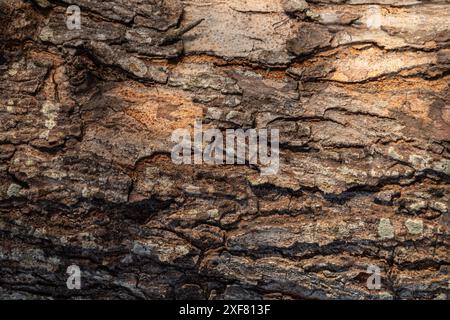 Detaillierte Struktur der Baumrinde mit rauer Oberfläche und natürlichem Muster Stockfoto