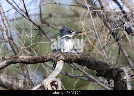 Ein gegurteter Eisvogel, der auf einem Ast thront, mit dem starken Frühlingswind, der seine hübschen Federn weht. Stockfoto