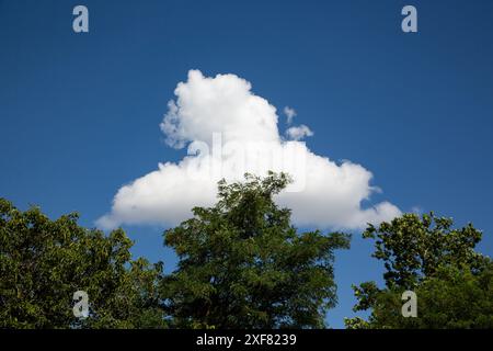 Baumkronen mit einer einzigen Wolke am mittleren Himmel Stockfoto