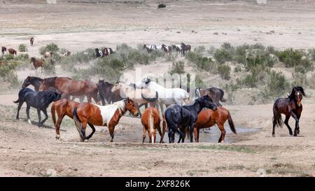 Die Wildpferdeherde des Onaqui Mountain hat eine leichte bis mittelschwere Struktur und ist in Farben wie Sauerampfer, roan, Buchleder, Schwarz, Palomino, und grau. Stockfoto