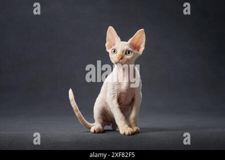 Ein Devon Rex-Kätzchen steht in Nachsicht, mit seinem schlanken Körper und seinen überdimensionalen Ohren vor einem dunklen Studio-Hintergrund Stockfoto