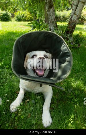 Labrador mit viktorianischem Kragen, verletzte Schnauze, ruht im Hof. Stockfoto