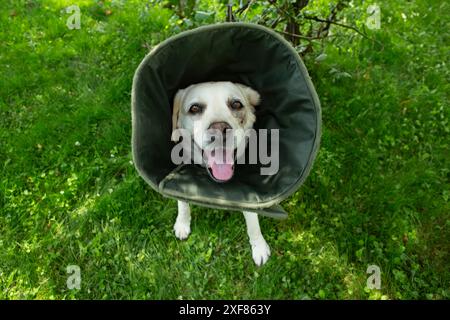 Labrador mit viktorianischem Kragen, verletzte Schnauze, ruht im Hof. Stockfoto