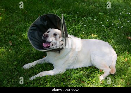 Labrador mit viktorianischem Kragen, verletzte Schnauze, ruht im Hof. Stockfoto