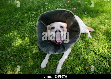 Labrador mit viktorianischem Kragen, verletzte Schnauze, ruht im Hof. Stockfoto