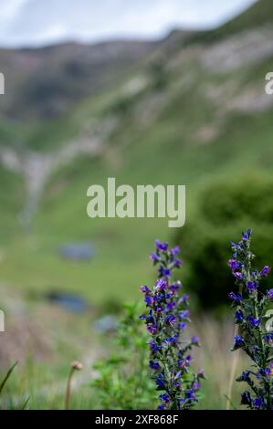 Blumen im Montaup Valley in der Gemeinde Canillo in Andorra. Stockfoto