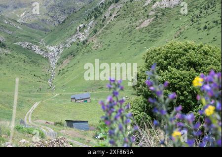 Blumen im Montaup Valley in der Gemeinde Canillo in Andorra. Stockfoto