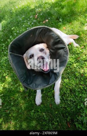 Labrador mit viktorianischem Kragen, verletzte Schnauze, ruht im Hof. Stockfoto