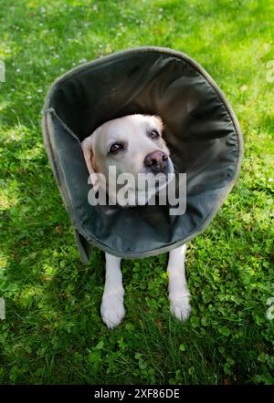 Labrador mit viktorianischem Kragen, verletzte Schnauze, ruht im Hof. Stockfoto