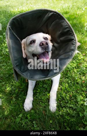 Labrador mit viktorianischem Kragen, verletzte Schnauze, ruht im Hof. Stockfoto