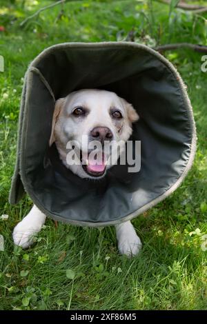 Labrador mit viktorianischem Kragen, verletzte Schnauze, ruht im Hof. Stockfoto