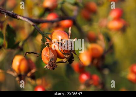 Zweig mit roten und orangen Früchten von Sweet Briar. Heller Zweig von Rosa rubiginosa mit Reifen Hüften im Herbst. Farbenfroher Herbsthintergrund. Ernte Stockfoto