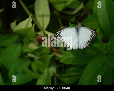 Gestreifter Albatros (Appias libythea) Schmetterling auf grünem Blatt der Baumpflanze im Wald, gemustert braun weiß und schwarz auf Flügel des Insekts Stockfoto