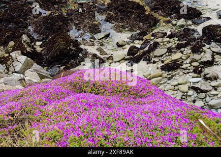 Kriechende Eispflanze blüht wie der rosafarbene Zimmermann Monterey Coast. Stockfoto