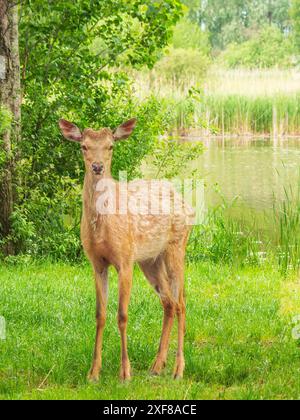 Junge Rehe im Wald Stockfoto