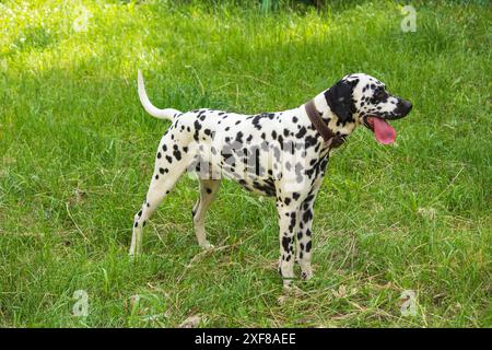 Ein junger Dalmatiner läuft auf dem Rasen Stockfoto