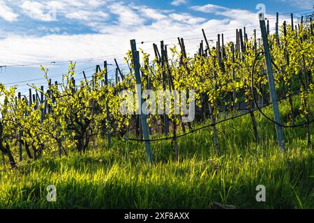 Weinberg im Frühling - Weinberge mit jungen Blättern in der Abendsonne Stockfoto