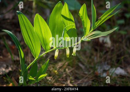 Blühende Blume Salomons Robbennaht Stockfoto