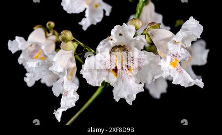 Schöne blühende weiße nördliche Katalpa-Blume auf schwarzem Hintergrund. Blumenkopf-Nahaufnahme. Stockfoto