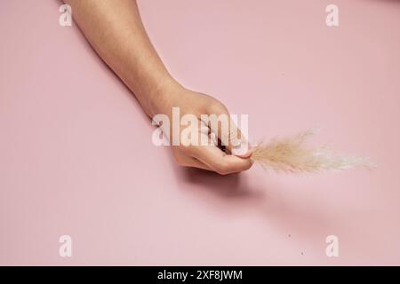 Hand hält sanft einen Zweig getrockneten Pampas-Gras und zeigt seine zarte Textur und neutrale Töne vor einem weichen rosa Hintergrund Stockfoto