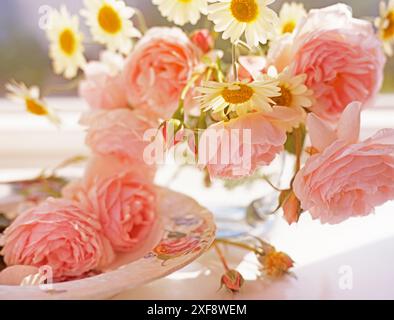 Botanik, rosafarbene Rosen und Chrysanthemen Gänseblümchen in einer Glasvase und auf einer Schüssel auf weißem Hintergrund , ZUSÄTZLICHE-RECHTE-CLEARANCE-INFO-NOT-AVAILABLE Stockfoto