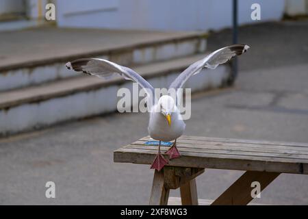 Eine ausgewachsene europäische Heringsmöwe Larus argentatus, die von einem Picknicktisch am Towan Beach in Newquay in Cornwall in Großbritannien geflogen ist. Stockfoto