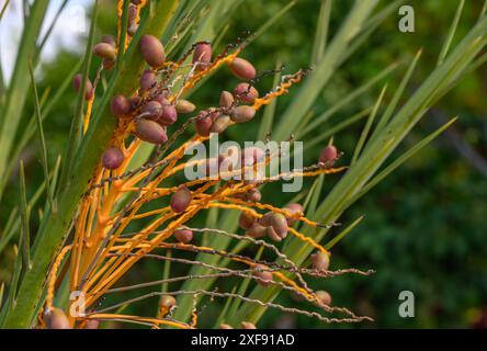Daten auf einem Dattelpalmzweig 2 Stockfoto