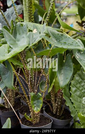Alocasia zebrina oder Zebrapflanze in Vase mit Tau auf Blättern Stockfoto