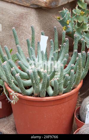 Euphorbia inermis Sukkulentpflanze aus Südafrika in Vase Stockfoto