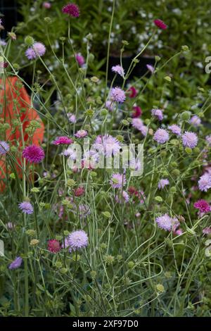 Knautia macedonica oder mazedonische Kräuter mit violetten Blüten Stockfoto