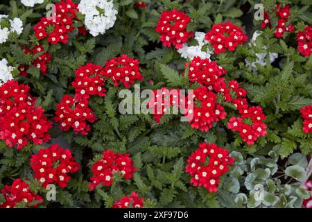 Verbena hybrida Blau Rot mit roten Blüten und grünen Blättern Textur Hintergrund Stockfoto