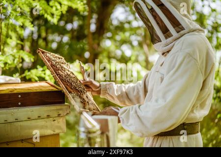 Imker untersucht seine Bienenstöcke im Wald. Beruf in der Bienenzucht. Stockfoto