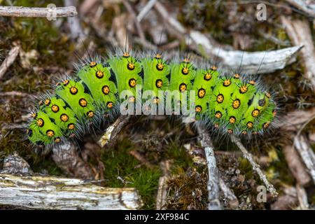 Emperor Moth caterpillar (Saturnia pavonia larva), eine hellgrün gefleckte raupe, auf Heideflächen, Hampshire, England, Großbritannien Stockfoto