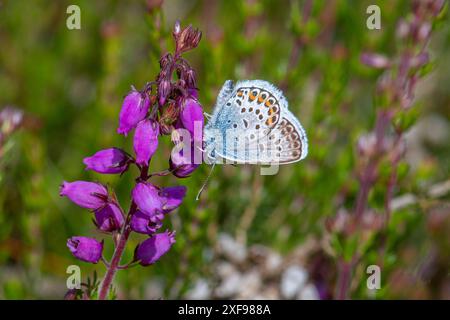 Silberbesetzter blauer Schmetterling (Plebejus argus), männlicher Nektaring auf Glockenheidekraut (Erica cinerea) im Juni, Hampshire Heathland, England, Vereinigtes Königreich Stockfoto