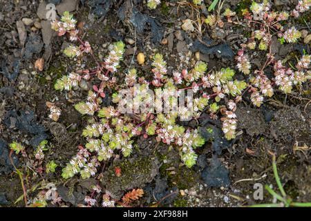 Korallenkette (Illecebrum verticillatum), eine seltene Pflanze mit nachlaufenden roten Stämmen und weißen Blüten, die Perlen ähneln, Hampshire, England UK Stockfoto