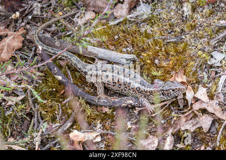 Weibliche Sandechse (Lacerta agilis) auf Heideflächen in Hampshire, England, Vereinigtes Königreich Stockfoto