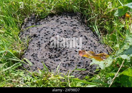 Kuhklopfen mit Löchern, die von wirbellosen Tieren wie Dungkäfern und Fliegen gemacht wurden, Anzeichen für das Leben wirbelloser Tiere, England, Vereinigtes Königreich Stockfoto