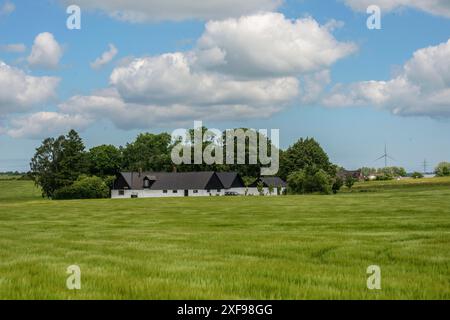 Feld mit unreifer Gerste vor dem Bauernhof in Hammenhoeg, Gemeinde Simrishamn, Kreis Skane, Schweden, Skandinavien Stockfoto