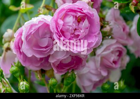 Rose (Rosa sp.) Mit Regentropfen, Nordrhein-Westfalen, Deutschland Stockfoto