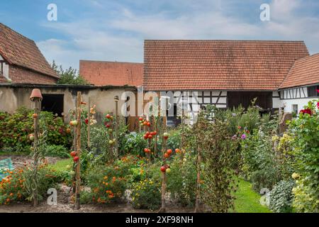 Gemüsegarten mit Tomatenpflanzen und Blumen vor traditionellen Fachwerkhäusern unter bewölktem Himmel, Seebach, Departement Bas-Rhin Stockfoto