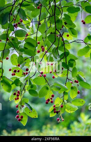 Früchte des Schattenbusches (Amelanchier), Nordrhein-Westfalen, Deutschland Stockfoto