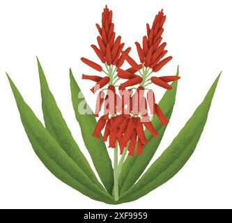 Aloe Vera Blüten in roter Farbe auf weißem Hintergrund. Stock Vektor