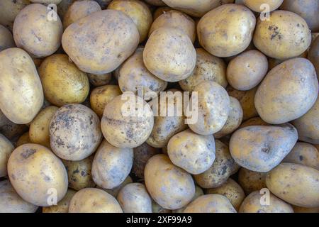 Kartoffelernte aus einem Garten in Deutschland, von Ihnen selbst gepflanzt und geerntet, Hauswirtschaft und Hausgärtnerei Stockfoto